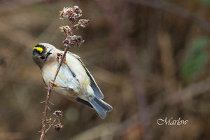 A goldcrest at Chasewater
