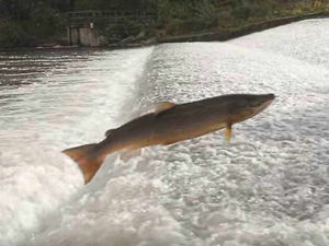 Supporting image for story: Watch: Spencer's stunning slow-motion scenes of salmon in the River Severn