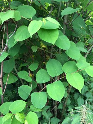 Japanese knotweed - make sure it is not in your garden