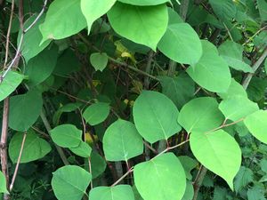Supporting image for story: Japanese knotweed discovered in Norton Canes