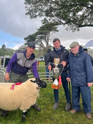 Champion Beulah Speckled Face Sheep exhibit
