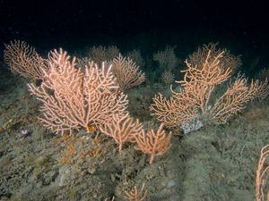 Supporting image for story: Public urged to back ban on destructive fishing in protected areas