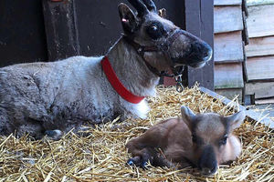 Supporting image for story: Surprise arrival at Blithbury Reindeer Lodge