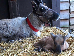 Supporting image for story: Surprise arrival at Blithbury Reindeer Lodge