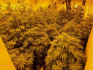 Supporting image for story: Thousands of pounds worth of cannabis seized at Tipton house 