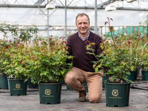 Supporting image for story: David Austin's legacy lives on at Chelsea Flower Show