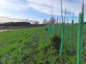 Supporting image for story: More than 2,700 trees planted as wildlife appears at nature reserve