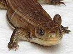 Supporting image for story: Lost lizard saved from cold