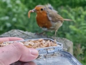 Supporting image for story: Meet Bridgnorth man's community of robins he has been feeding twice a day for 11 years