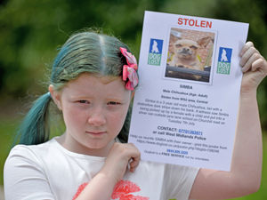 Supporting image for story: Appeal to trace Walsall girl's stolen therapy dog