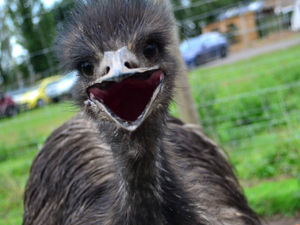 Supporting image for story: Motorists given emu warning after sightings near Ludlow 