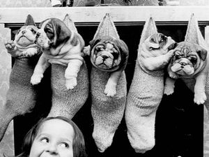 Supporting image for story: 'Rising costs and poor service blamed for falling bus use, says reader' - Your Letters and a 1979 festive flashback of five bulldog puppies in stockings