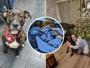 Supporting image for story: Neglected puppy found fly-tipped in the snow on Smethwick street finds loving new home