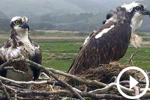 Supporting image for story: Two osprey invaders usurp nest during rare pair's migration trip