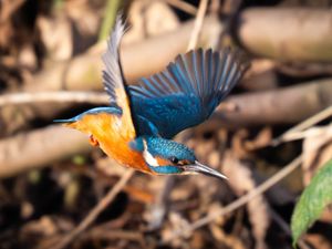 Supporting image for story: Wind and cold weather warnings due but no white Christmas for UK