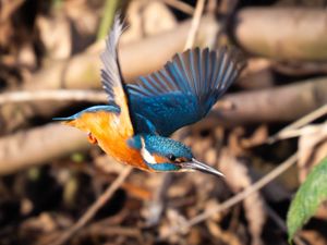 Supporting image for story: Wind and cold weather warnings due but no white Christmas for UK