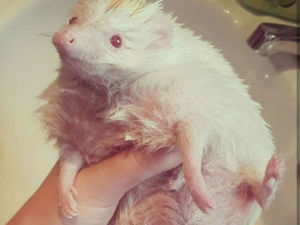 Supporting image for story: Rebecca Sayce: A house is not a home without pets