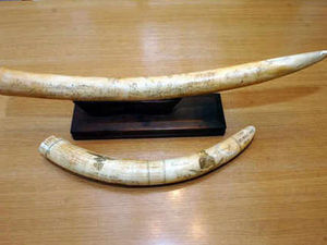 Supporting image for story: £100,000 estimate put on elephant tusks art