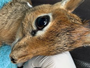 Supporting image for story: Zoo pays tribute to NHS workers with latest arrival