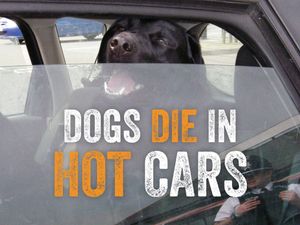 Supporting image for story: Big rise reported in dogs left in hot cars in Shropshire 