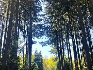 Supporting image for story: Calls to ‘re-forest’ council-owned land to tackle climate change in Shropshire