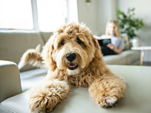 Supporting image for story: LETTER: Animals need help more than ever