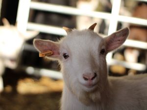 Supporting image for story: Rescue centre takes in all of Rays Farm goats to keep them together