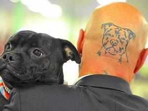 Supporting image for story: Dogs take centre stage at National Terrier Show - in pictures and video