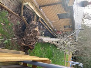 The tree was part of the land and had fallen due to the high winds. Photo: David Northcote