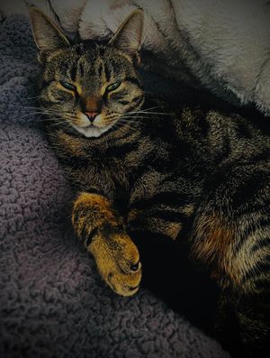 Narla the cat was shot