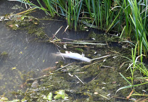 Dead fish could be seen floating in the water in the canal in Pleck on Friday