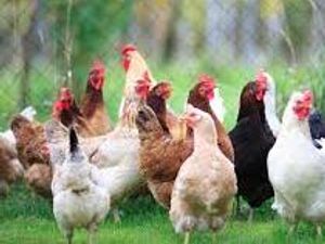 Supporting image for story: Poultry banned from Shropshire County Show over bird flu fears