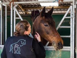 Supporting image for story: Students unhappy with A-Level results could still get dream vet physiotherapy career