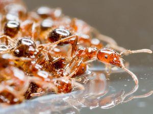 Supporting image for story: Why fire ant rafts are floating in Hurricane Harvey floodwaters but did not appear after Katrina