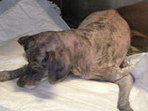 Supporting image for story: E&S op dog suffers new blow