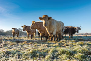 Supporting image for story