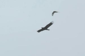 The golden eagle soaring over the Powys landscape. Image: BBC.