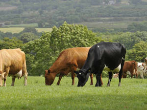 Supporting image for story: Region's farms hit by theft of livestock