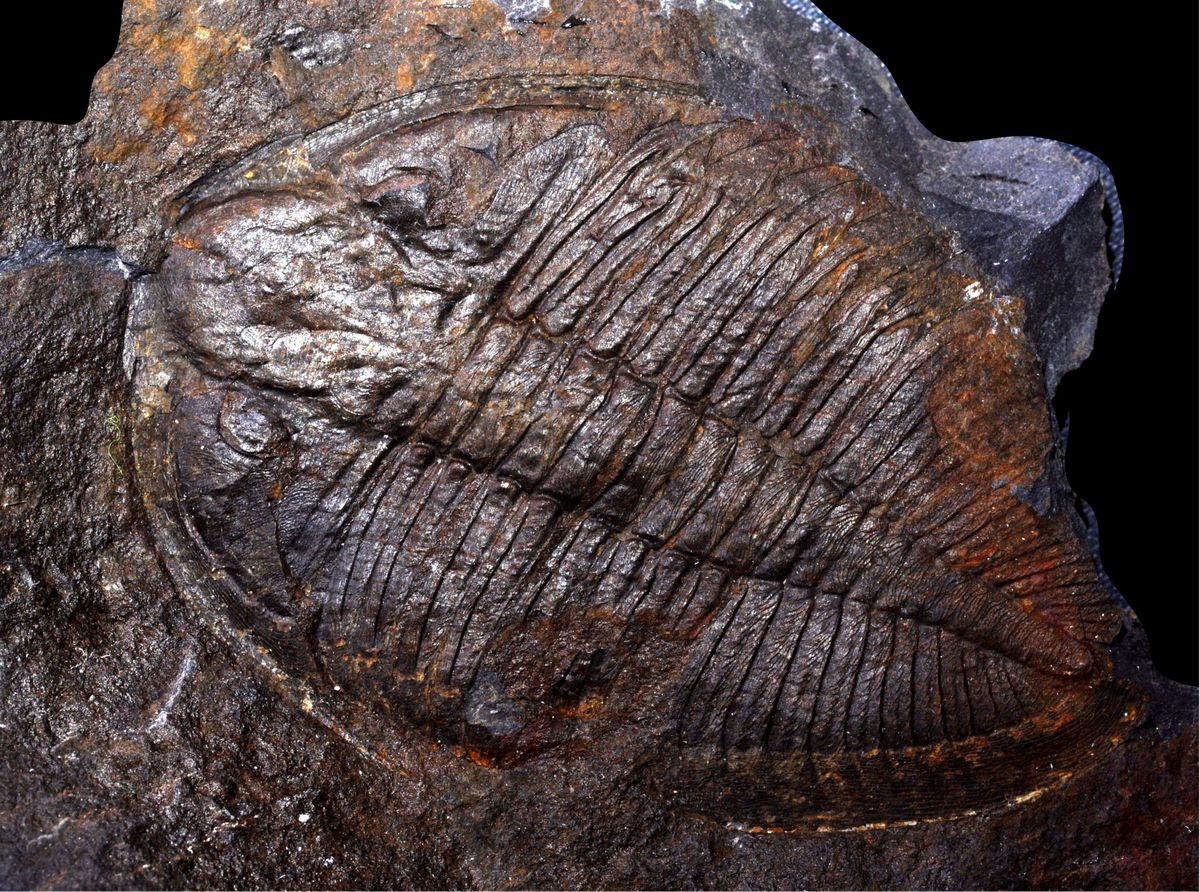 A talk on trilobites and the Heart of Wales Geopark annual general meeting will take place in Llandrindod Wells on Saturday