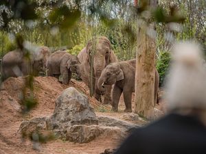 Supporting image for story: Chester Zoo named third most popular UK attraction as 1.6 million people visit