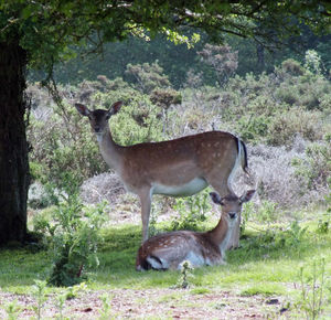 A deer and fawn