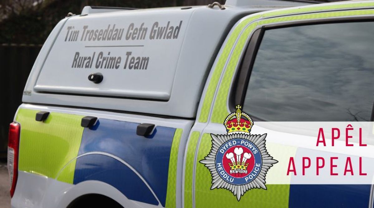 Four young lambs have been killed in a Powys dog attack