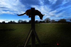 John Fitzpatrick at Cosford Dog Training