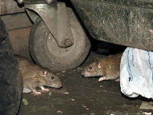 Supporting image for story: Rat activity shows significant increase after hot summer and recent rain