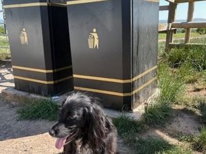 Supporting image for story: Shropshire dog owners warned to clean up their pet's poo or face fines