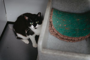 Five feral cats are in desperate need of a home from Shropshire Cat Rescue