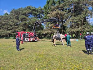 Supporting image for story: Firefighters lead horse rescue in Shifnal