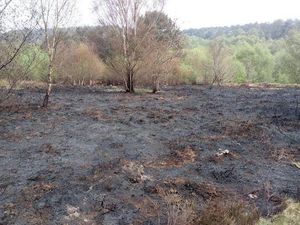 Supporting image for story: Areas of Hednesford Hills reserve destroyed by fire in arson attacks