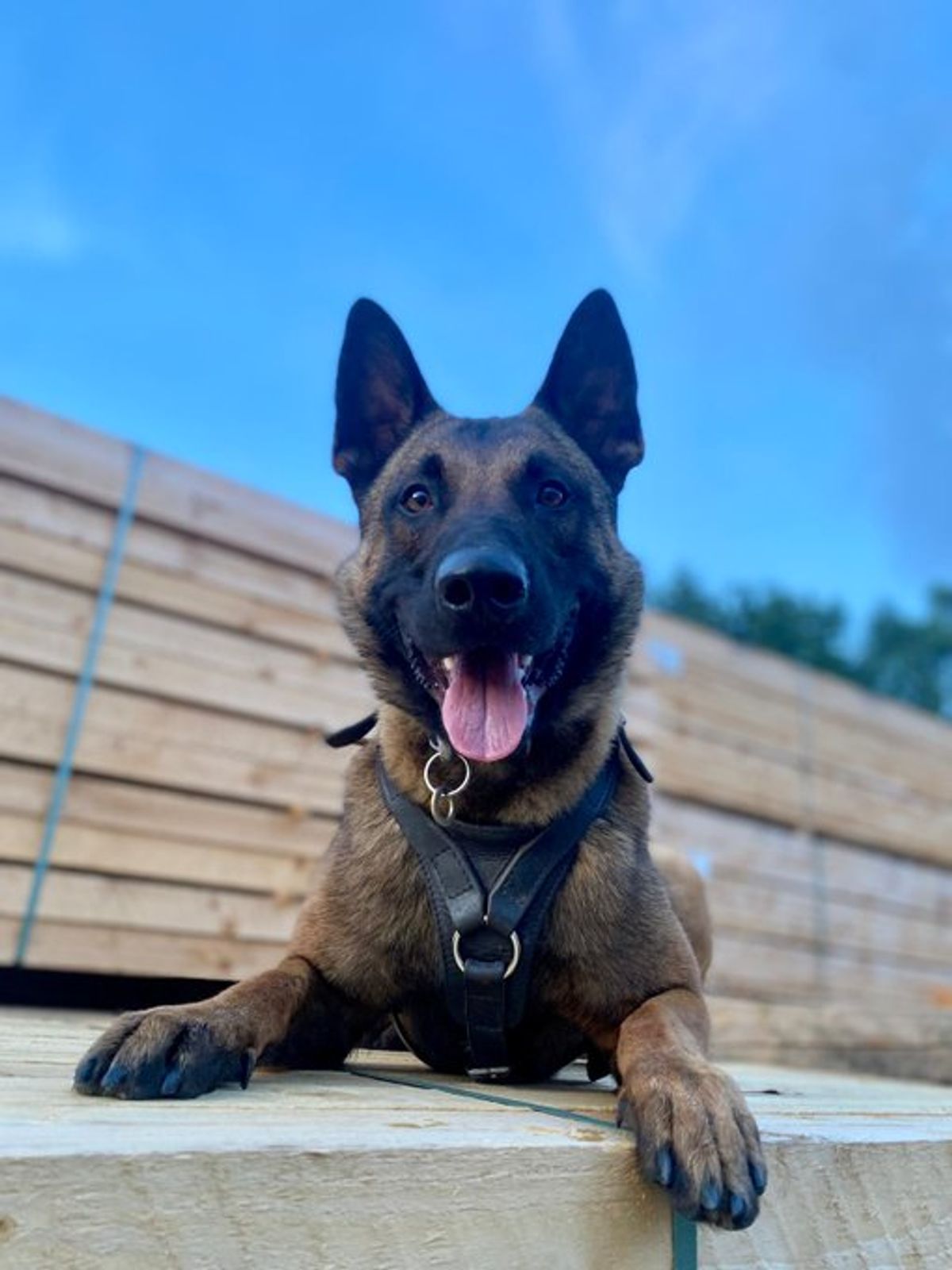 WATCH: Police dog chases and detains screaming violent disorder suspect in Wolverhampton