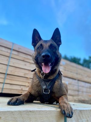 Police Dog Uno got his man yesterday